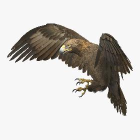 Golden Eagle Animated 3D model